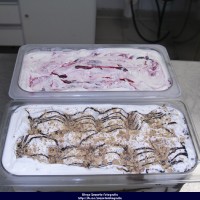 juninaetec2018-1-de-131_42795456462_o